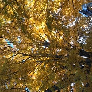 Meet your Posher, Sydney